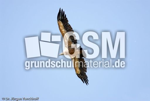 Mönchsgeier (3 von 9).jpg